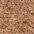CFS Developer Super  – Bracken