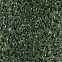 CFS Varsity Collection – Forest