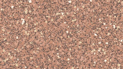 Dune 4690