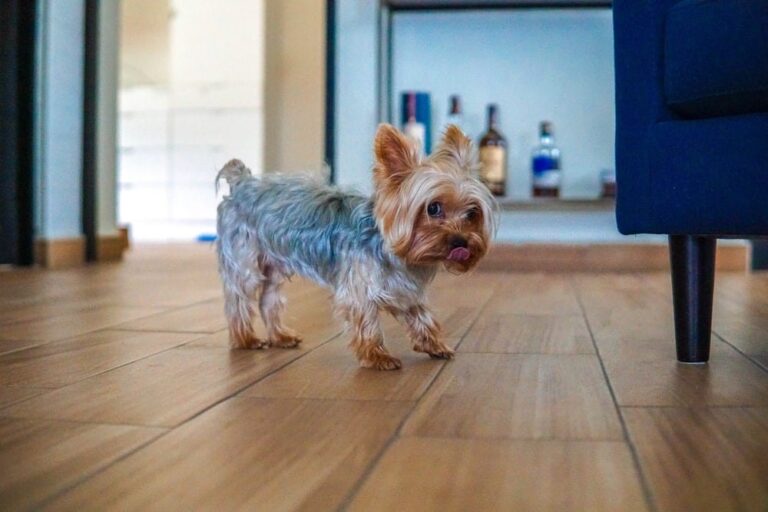 3 Great Options For Pet-Friendly Residential Floors