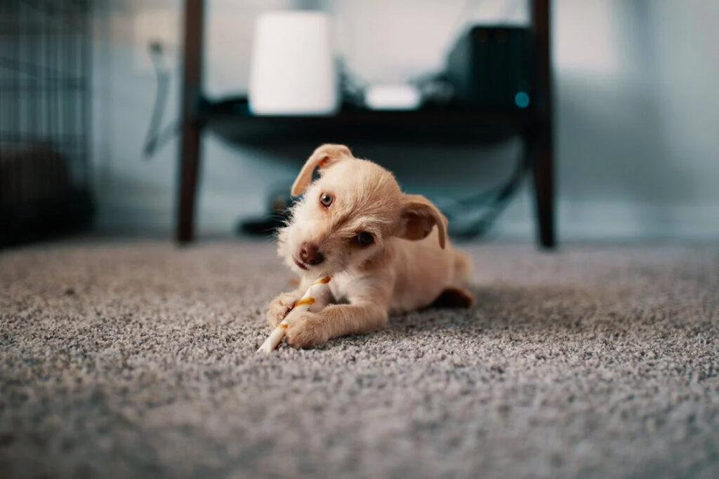 How often should you replace carpet? 2 dogOnCarpet