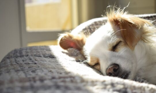 Best flooring for pets