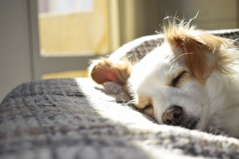 Blog Dog